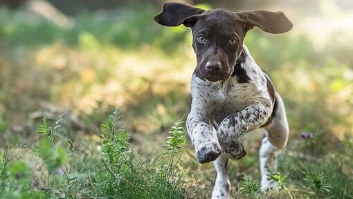 Deutscher Kurzhaar Pointer läuft auf grünem Gras