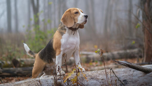 Beagle im Wald