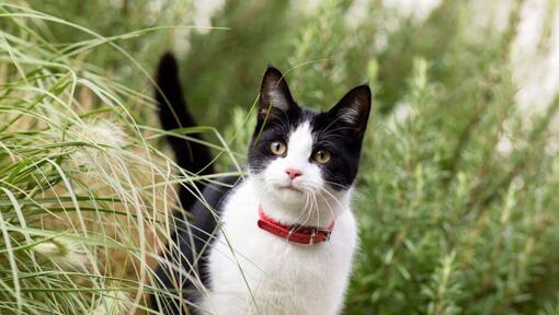 Schneeschuhkatze im langen Gras.