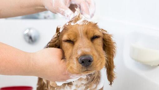 Besitzer shampooniert einen jungen Welpen