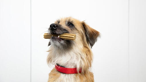 Hund einen Leckerbissen gibt