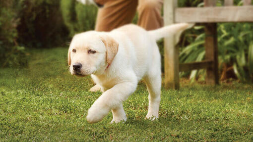 Labrador-Welpe, der in einem Garten geht