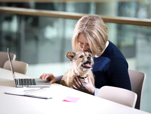 Haustier sitzt an einem Schreibtisch, während der Besitzer an seinem Laptop arbeitet