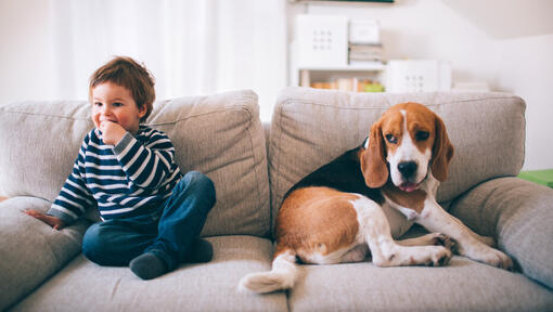 Jagdhunde, alles was Sie wissen müssen