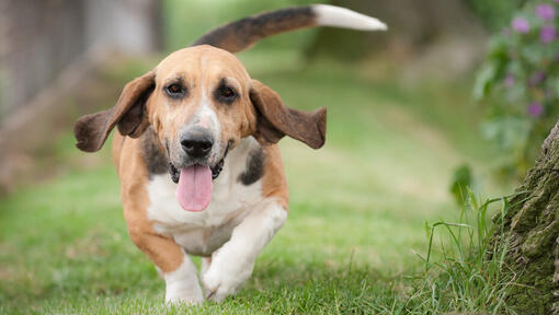 Beagle rennt über die Wiese