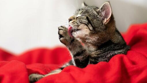 Katze, die sich mit Zunge pflegt