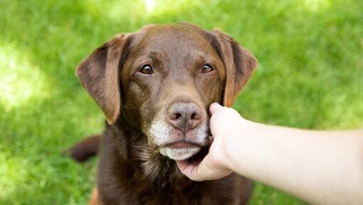 Besitzer hält das Gesicht eines älteren Schokoladenlabradors