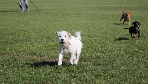 Hund bellt und rennt gleichzeitig