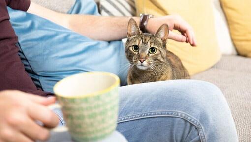 Besitzer trinkt Tee, während Katze neben ihm sitzt