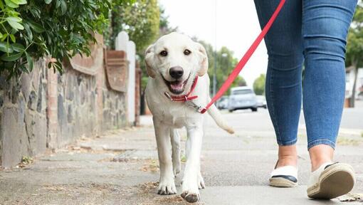 Labrador geht mit Frauchen gassi