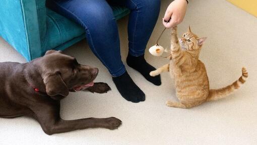 Katze, die mit dem Federspielzeug mit Besitzer spielt, während Hund beobachtet