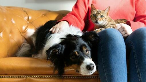 Frau, die eine Katze hält und einen Hund streichelt