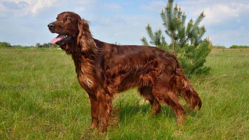 Irish Setter im Feld