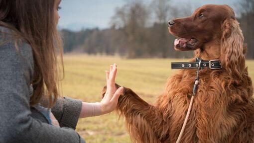 Irish Setter gibt Pfote