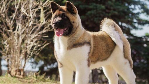 Japanischer Akita geht im Park spazieren