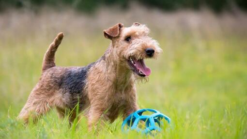 Terrier schaut in die Ferne