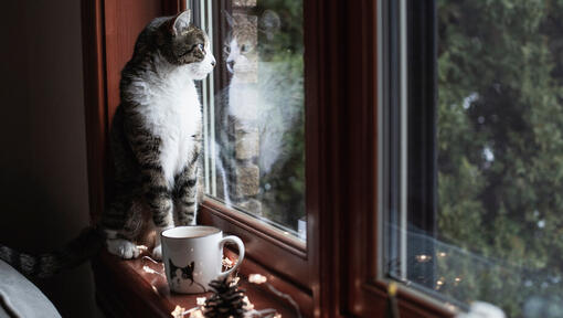 Katze schaut aus einem Fenster