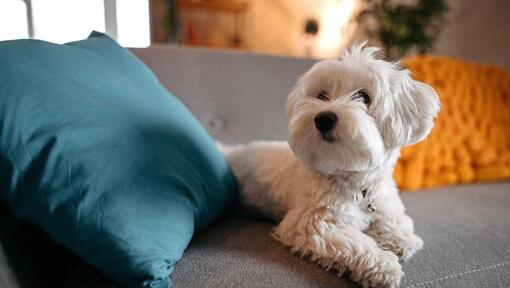 Maletischer Hund, der auf dem Sofa liegt
