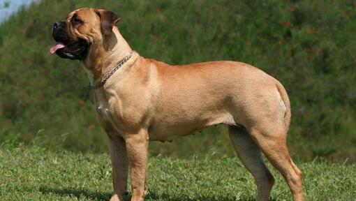 Mastiff, der am grünen Gras steht