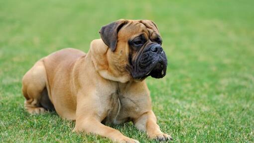 Mastiff, der an grünem Gras liegt