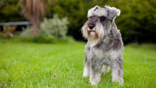 Zwergschnauzer, der auf dem Gras steht