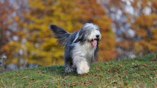 Alter englischer Schäferhund