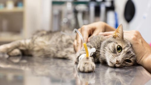 Katze auf dem Tisch eines Tierarztes mit einem Katheter liegend