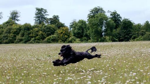 Portugiesischer Wasserhund, der im Feld läuft