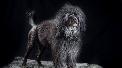 Portugiesischer Wasserhund, der nachts steht