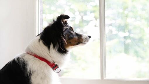 Hund schaut aus dem Fenster