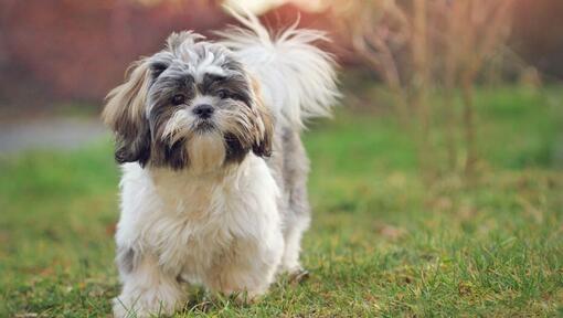 Shih Tzu Hund läuft auf Gras