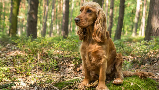 Cocker Spaniel sitzt im Wald