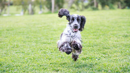 Schwarzweiss-Cocker Spaniel läuft