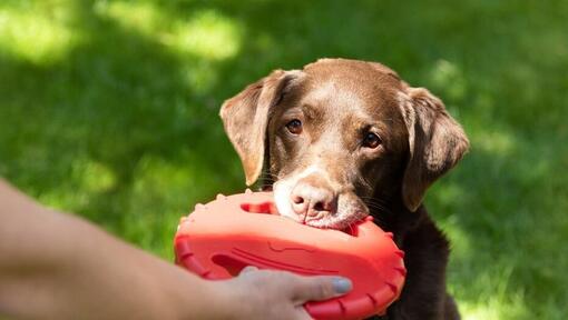 Hund spielt mit Besitzer Frisbee