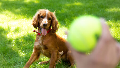 Hund wartet darauf, mit Tennisball zu spielen
