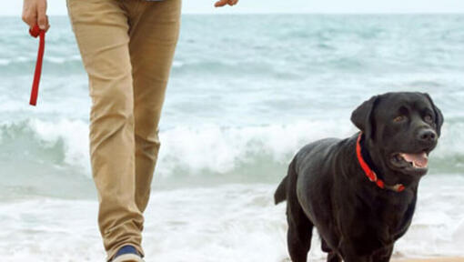 Mann und Hund gehen am Strand spazieren