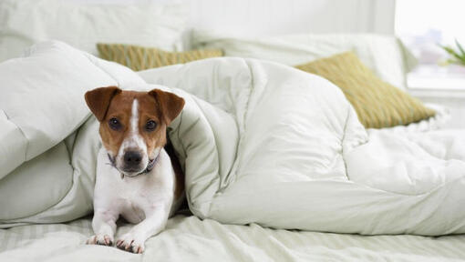 jack russell liegt im Bett