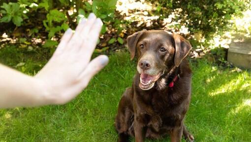 Hundetraining