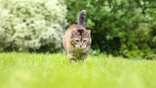 Katze läuft im Gras