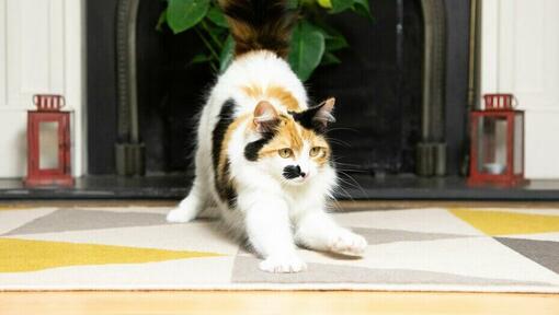 Katze streckt sich vor dem Kamin