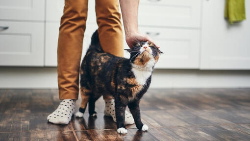 Katze wird zwischen den Beinen des Besitzers gestreichelt