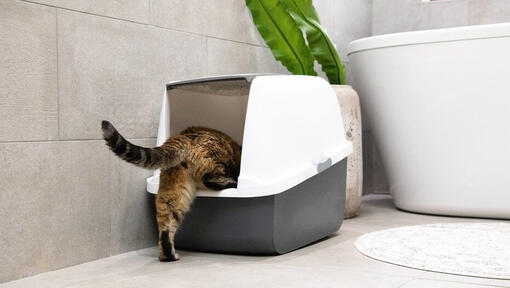 Katze geht in eine Katzentoilette