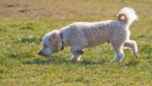 Hund schnuffelt