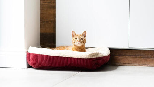 Ingwerkatze, die im roten Katzenbett sitzt