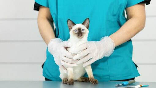 Leichte pelzige siamesische Katze auf Tierarzttisch