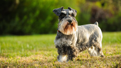 Scottish Terrier läuft auf Gras