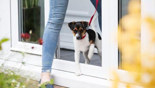 Welpe verlässt den Tierarzt an der Leine