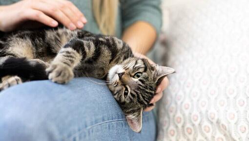 Rollige Katze reibt sich an Besitzerin