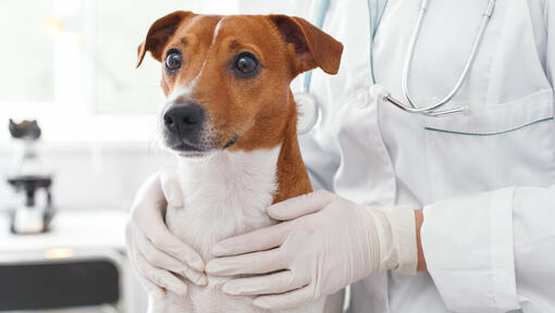 Kleiner Hund wird von einem Tierarzt gehalten