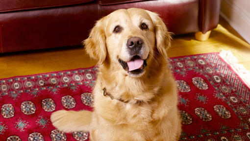 Golden Retriever sitzt auf einem roten Teppich